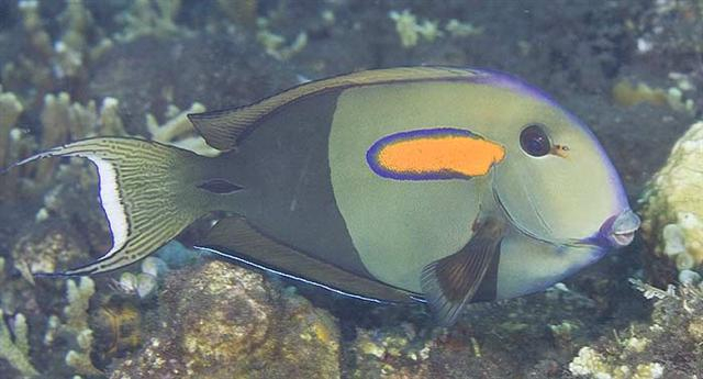  Acanthurus olivaceus (Orange-Shoulder Tang)